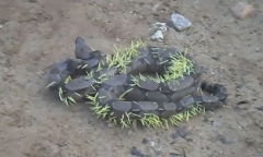 Video: Trăn