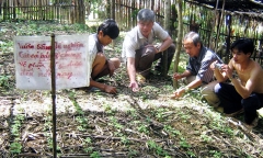 Thần dược trên đỉnh Ngọc Linh: Hồi sinh sâm trên “đất vàng”