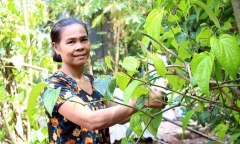 Sự thật về tin đồn người phụ nữ ăn trầu thay cơm trong 25 năm