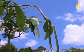 Video: Rắn tung mình trong không trung, săn lùng mồi trên ngọn cây cao
