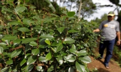 Lá Thiên đường, loại ma túy độc hại gấp 500 lần cần sa