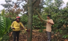 Đắk Lắk: Vườn sầu riêng hàng trăm triệu bị phá nghi vì không đóng tiền làm đường