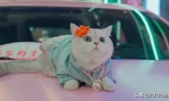 Chú mèo nhận thù lao 50 triệu/ buổi nhờ làm mẫu xe hơi chuyên nghiệp, giúp chủ nhân một bước