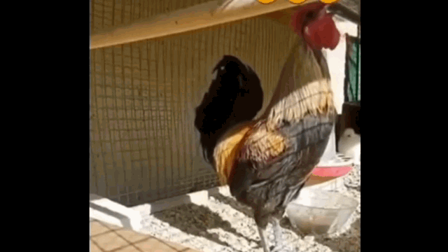 Video: Tròn mắt vì chú gà trống lăn đùng ra đất sau màn