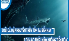 Video: Báo hoa mai vùng vẫy bất lực trong hàm sư tử