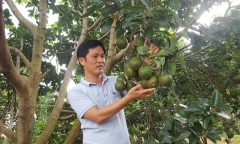 Bơ booth vào mùa thu hoạch, nhưng nông dân khốn đốn vì giá trượt dốc không phanh