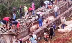 Video: Xe chở hơn 100 con lợn bị lật, người dân đua nhau đến hôi của