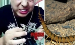 Vlogger tử vong khi đang livestream cảnh ăn côn trùng độc