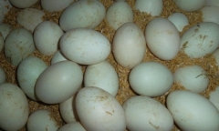 Một trưởng phòng của huyện