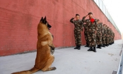 Xúc động chú chó đứng hai chân tạm biệt đồng đội nghỉ hưu