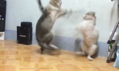 Video: Hồi hộp xem mèo “đại chiến” kinh hoàng như cao thủ