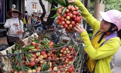 Thực hư thông tin vải thiều Bắc Giang 3.000 đồng/kg, nông dân phải đổ xuống sông