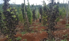 Khẩn trương xác minh thông tin giang hồ phá hoại vườn tiêu, đòi cả trăm triệu tiền bảo kê