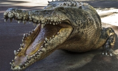 Ông bố cắn thẳng vào chân cá sấu, cứu sống con trai bị lôi xuống nước