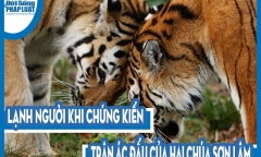 Video: Lạnh người chứng kiến trận ác đấu của hai chúa sơn lâm