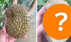 Nhặt được trái sầu riêng 