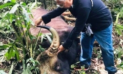Đồng Nai: Phát hiện bò tót nặng 800kg nằm trong Sách đỏ chết trong rừng