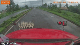 Video: Đàn vịt 