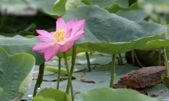 Video:Vẻ đẹp bông sen bất ngờ bung nở từ hạt giống 100 năm tuổi