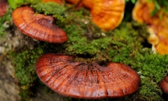 Cảnh báo bệnh về mắt cực dễ lây mạnh trong mùa hè, ai cũng nên biết cách xử trí