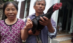 Kỳ lạ gà trống chọi bất ngờ đẻ trứng?