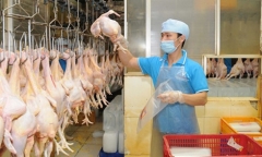 Thịt gà Việt Nam sẽ xuất khẩu sang Nhật Bản, EU trong năm 2017