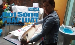 Hai vợ chồng vật lộn 4 tiếng đồng hồ bắt cá chình khổng lồ