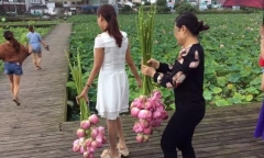 Công viên sinh thái phải đóng cửa vì du khách xông vào hái sạch hoa