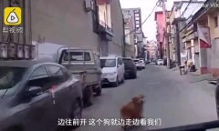 Ông chủ bị đột quỵ khi đang mua ve chai, chú chó trung thành dẫn xe cứu thương tới cứu