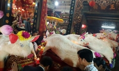 Chuyện ít biết về lễ rước “ông lợn” trong đêm