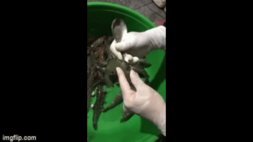 Video: Tuyệt chiêu loại bỏ chỉ tôm trong 1 giây bằng thìa, ai cũng bất ngờ vì độ đơn giản