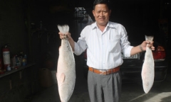 Cặp cá sủ vàng 