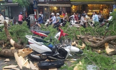 Tin tức thời sự 24h mới nhất ngày 15/6/2018: Cổ thụ bất ngờ đổ, đảm bảo an ninh dịp World Cup 2018