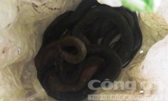 Gia đình một nhà báo ở Đà Nẵng bị 