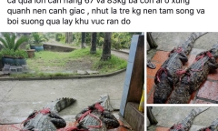 Người đăng tin thất thiệt bắt được cá sấu 83kg ở Cà Mau bị phạt 10 triệu đồng