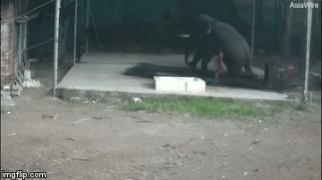 Video: Trượt chân ngã, người đàn ông bị voi khổng lồ ngồi đè chết thảm