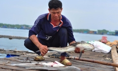 Gần 90 tấn cá bè ở Long Sơn chết bất thường