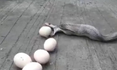 Video: Rắn hổ mang 