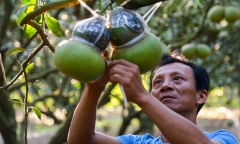 Đồng Nai: Bưởi hồ lô chơi Tết giá tiền triệu, bao nhiêu cũng bán hết