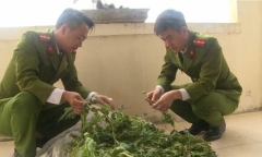 Bắt quả tang vườn thuốc phiện hơn 100 cây tại Thái Bình