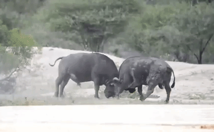 Cuộc chiến sinh tồn: Trâu rừng