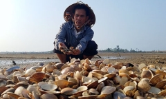 Ngao chết hàng loạt ở Hà Tĩnh: Nguyên nhân do sương muối