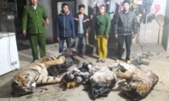Nghệ An: Phát hiện 2 cá thể hổ đông lạnh giấu trong trang trại
