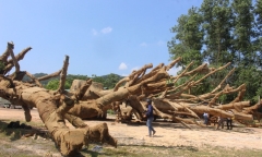 Vụ cây “quái thú”: Kiểm tra trách nhiệm phó chủ tịch xã ký bừa