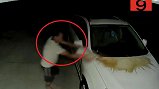 Video: Bắt quả tang người đàn ông nửa đêm lén lút đổ nước tiểu lên xe hàng xóm