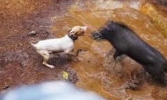 Video: Cận cảnh 'đấu trường' tàn bạo giữa lợn rừng và chó Pitbull  