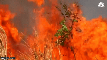 Cháy rừng ở Amazon đạt mức kỷ lục: Khói đen nhấn chìm cả thành phố như ngày tận thế