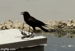 Video: Quạ tung độc chiêu giết chết bồ câu rồi vặt sạch lông vì lí do bất ngờ