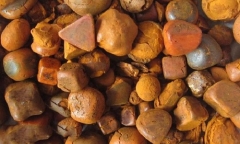 Bật mí vị thuốc được cho là quý hơn vàng chữa ung thư