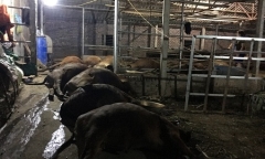 Ăn xong, 17 con bò lăn ra chết